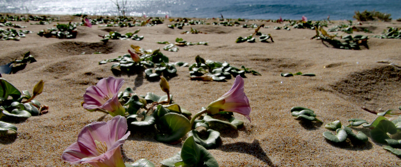 Minire nel Blu Spiaggia Scivu